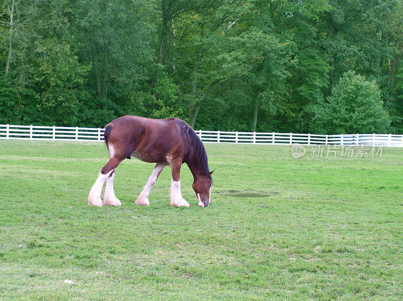 放牧的Clydesdale -马